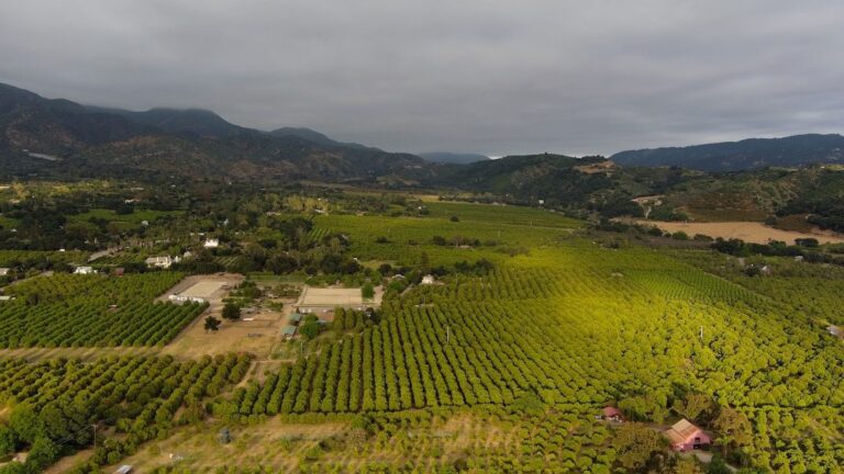 living in Ojai gren fields
